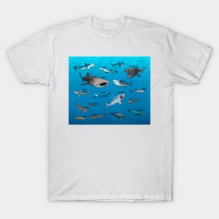 Shark Species T-Shirt